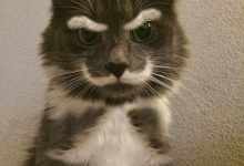 Bild von Funniest Cat Photo Ever Bilder fürs handy