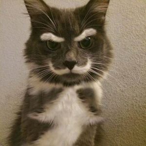 Funniest Cat Photo Ever Bilder 300x300 - Cute And Funny Cats Bilder