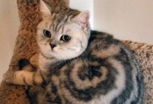 Bild von Funniest Cat Picture Ever Bilder fürs handy