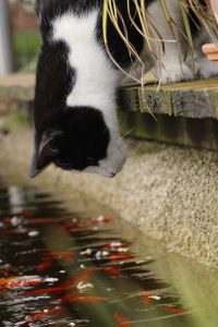 Funniest Cat Pictures Of All Time Bilder 200x300 - Katzen Kaufen Ebay