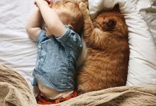 Bild von Funny Cat Images Hd Bilder fürs handy