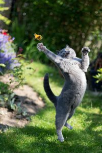 Funny Cat Images With Captions Bilder 200x300 - Geburtstagsbild Mit Katze