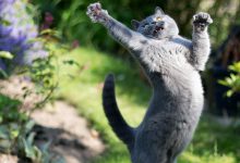 Bild von Funny Cat Images With Captions Bilder fürs handy
