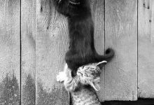 Bild von Funny Cat Images With Quotes Bilder fürs handy