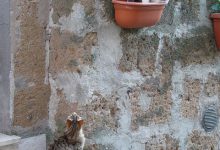 Bild von Funny Cat Pics And Quotes Bilder fürs handy