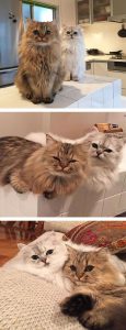 Funny Cat Pics With Quotes Bilder 115x300 - Burma Katzen