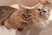 Bild von Funny Cat Pics With Quotes Bilder fürs handy