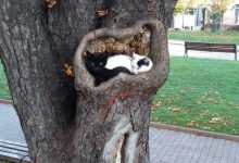 Bild von Funny Cat Pics With Words Bilder fürs handy