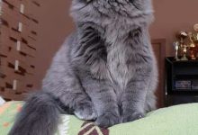 Bild von Funny Cat Pictures Bilder fürs handy