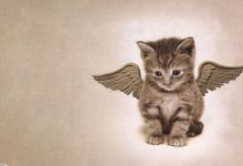 Bild von Funny Cat Site Bilder fürs handy