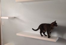 Bild von Funny Cats Bilder fürs handy