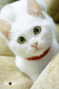 Funny Cute Cat Pictures Bilder 200x300 - Funny Kitten Images Bilder