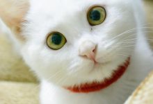 Bild von Funny Cute Cat Pictures Bilder fürs handy