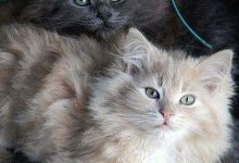 Bild von Funny Friday Cat Pictures Bilder fürs handy