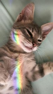 Funny Kitten Photos Bilder 169x300 - Kostenlose Katzenbilder