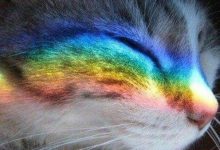 Bild von Funny Kitten Pics Bilder fürs handy