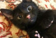 Bild von Funny Kitty Images Bilder fürs handy