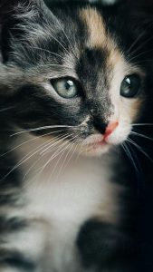 Funny Pet Pictures Bilder 169x300 - black and white cat pics bilder