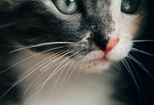 Bild von Funny Pet Pictures Bilder fürs handy