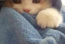 Bild von Geburtstag Bilder Mit Katze Bilder Kostenlos bilder fürs handy