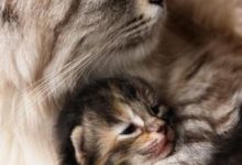 Bild von Geburtstag Katze Bilder fürs handy