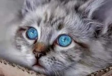 Bild von Geburtstagsbild Mit Katze bilder fürs handy