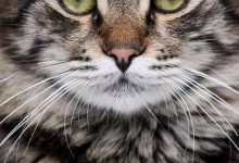 Bild von Geburtstagsbilder Katzen bilder fürs handy