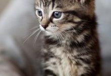 Bild von Gemalte Katzenbilder fürs handy