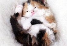 Bild von Gemälde Katze Bilder Kostenlos bilder fürs handy