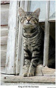 Get Well Cat Images Bilder 191x300 - Bengal Katze