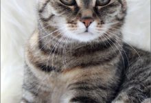 Bild von Get Well Cat Pictures Bilder fürs handy