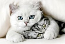 Bild von Gezeichnete Katzenbilder fürs handy