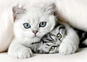 Gezeichnete Katzenbilder 300x213 - Beautiful Cute Cats Photos Bilder
