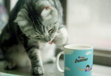Bild von Gif Bilder Katzen bilder fürs handy