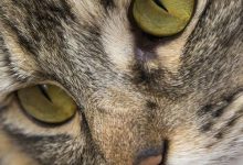 Bild von Good Cat Pictures Bilder fürs handy