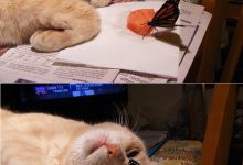 Bild von Goofy Cat Pictures Bilder fürs handy