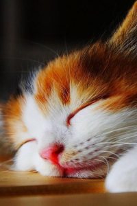Google Bilder Katzen 200x300 - Cat Expressions Pictures Bilder