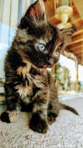 Google Images Cats And Kittens Bilder 169x300 - Katzen Fotos Bilder