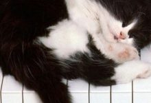Bild von Google Katzenbilder fürs handy