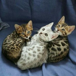 Google Pictures Of Cats Bilder 300x300 - Katzenrassen Bilder