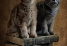 Bild von Google Show Me Pictures Of Cats Bilder fürs handy