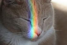 Bild von Graue Katzen Bilder fürs handy