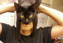 Bild von Graue Katzen Bilder Bilder Kostenlos bilder fürs handy