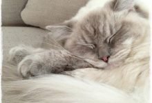 Bild von Graue Katzenrasse bilder fürs handy