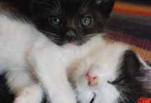 Bild von Hauskatze bilder fürs handy