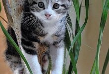 Bild von Hauskatzen Bilder Zum Ausdrucken bilder fürs handy