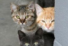 Bild von Haustier Katze bilder fürs handy