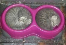 Bild von Haustier Katze Bilder Kostenlos bilder fürs handy