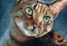 Bild von Hd Images Of Cute Cats Bilder fürs handy