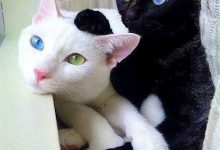 Bild von Hd Pic Of Cat Bilder fürs handy